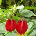 Abutilon megapotamicum